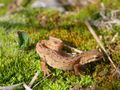Miniatura wersji z 11:40, 12 mar 2015