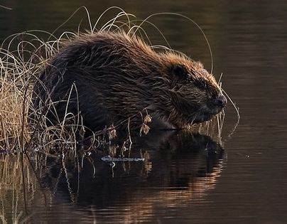 Bóbr europejski (Castor fiber) Fot. Per Harald Olsen. Źródło: Commons Wikimedia