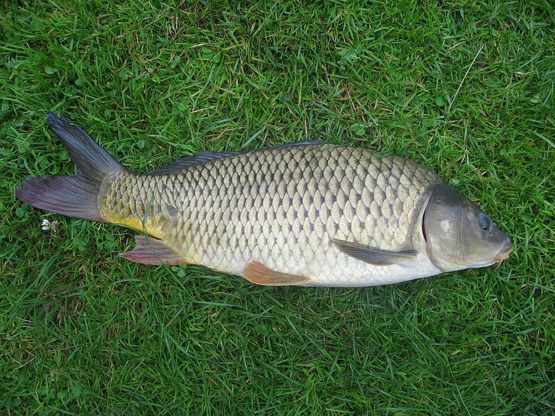 Plik:Karp.jpeg