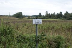 Okazy jarząbu szwedzkiego znajdują się w pobliżu wsi. Fot. Mieczysław Kalski