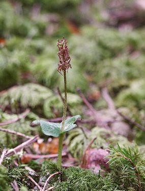Listera sercowata – pokrój. Fot. Bernd Haynold. Źródło: Wikipedia [10.07.2014]