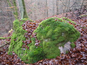 Głaz narzutowy (3) w leśnictwie Górki (eklogit) ©Alicja Szarzyńska
