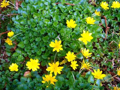 Ziarnopłon wiosenny (Ranunculus ficaria) Fot. Karduelis. Źródło: Commons Wikimedia [09.02.2015]