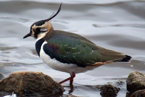 Czajka zwyczajna (Vanellus vanellus) Fot. Gidzy. Źródło: Commons Wikimedia