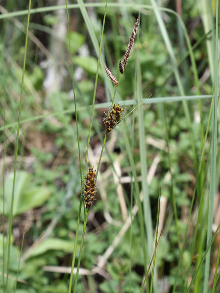 Plik:Carex lasiocarpa Oulu, Finland 12.06.2013.jpg