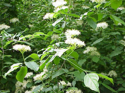 Dereń świdwa (Cornus sanguinea). Fot. Kurt Stüber. Źródło: Commons Wikimedia