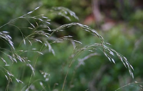 Śmiałek pogięty (Deschampsia flexuosa). Fot. Franz Xaver. Źródło: Commons Wikimedia