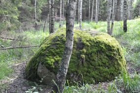 Głaz narzutowy (2) w leśnictwie Napiwoda © Alicja Szarzyńska