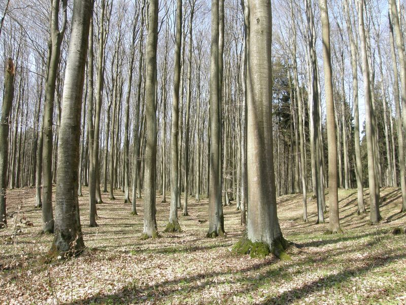 Plik:Kamienna gora.jpg