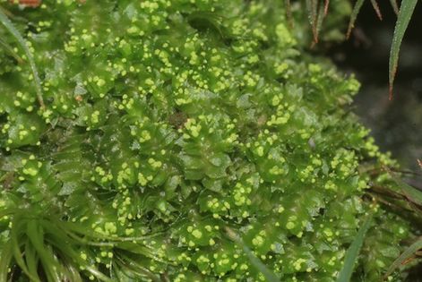 Watrobowiec Lophozia ventricosa. Fot. Hermann Schachner. Źródło: Commons Wikimedia