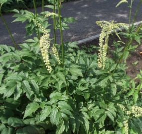 Pluskwica europejska (Actaea europaea Schipcz.). Autor: Jerzy Opioła. Źródło: Commons Wikimedia