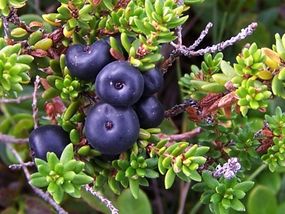 Empetrum nigrum – bażyna czarna. Fot. Jerzy Opioła. Źródło: Wikipedia [20.05.2014]