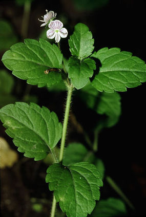 Przetacznik górski – pokrój. Źródło: Commons Wikimedia