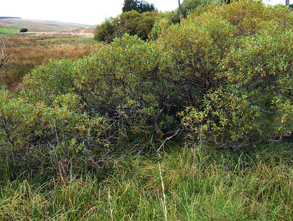 Wierzba pięciopręcikowa (Salix pentandra) Fot. MPF. Źródło: Commons Wikimedia
