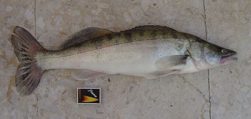 Plik:Sandaczryba.jpg