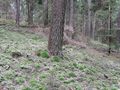 Miniatura wersji z 21:14, 24 sty 2015