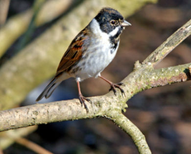 Potrzos (Emberiza schoeniclus). Fot. steve. Źródło: Commons Wikimedia