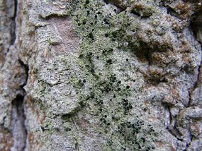 Pałecznik (Calicium viride). Fot. Dariusz Kubiak.