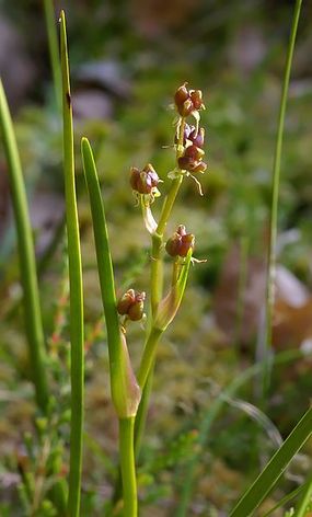Scheuchzeria palustris – bagnica torfowa. Fot. Christian Fischer. Źródło: pl.wikipedia.org [20.05.2014]