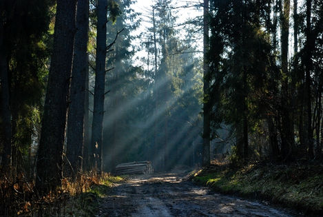 Lasy Iławskie. Fot. K. Dobek. Źródło: www.ilawa.lavinaplatform.com [22.10.2014]