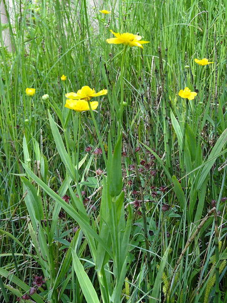 Plik:Ranunculus lingua L. (7477471504).jpg