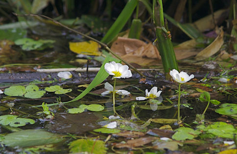 Jaskier krążkolistny (Ranunculus circinatus) Fot. Jörg Hempel. Źródło: Commons Wikimedia