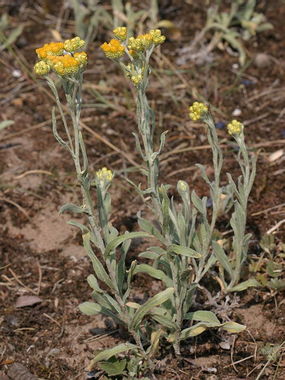 Kocanki piaskowe. Źródło: Commons Wikimedia