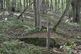 Głaz narzutowy w leśnictwie Jezioro © Alicja Szarzyńska