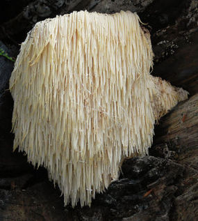 Owocnik soplówki jeżowatej. Fot. Lebrac. Źródło: Commons Wikimedia