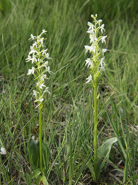 Podkolan biały. Pokrój. Fot. Hajotthu. Źródło: Commons Wikimedia