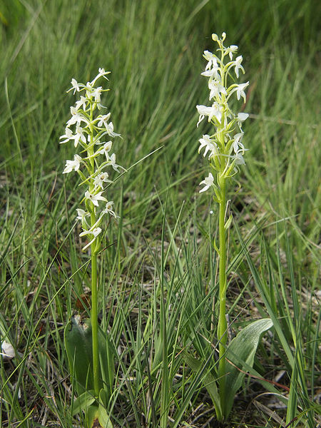 Plik:Zweiblättrige Waldhyazinthe Becklinger Moor.jpg