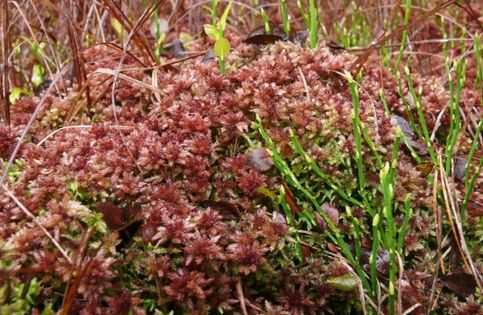 Torfowiec magellański (Sphagnum magellanicum). Fot. Bernd Haynold. Źródło: Commons Wikimedia