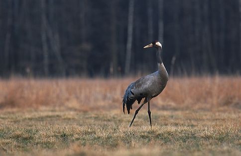 Żuraw zwyczajny (Grus grus). Fot. Marek Szczepanek. Źródło: Commons Wikimedia