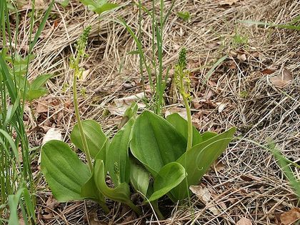 Listera jajowata (Listera ovata). Fot. BerndH. Źródło: Commons Wikimedia