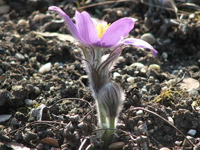 Sasanka otwarta – pokrój. Fot. Pipi. Źródło: Wikipedia [17.07.2014]