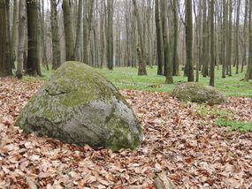 Głazowisko w leśnictwie Dylewo © Alicja Szarzyńska