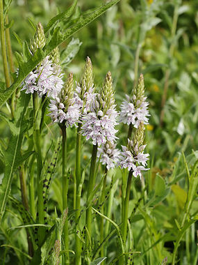 Kukułka Fuchsa Fot. Hans Hillewaert. Źródło: Commons Wikimedia
