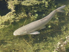 Amur Fot. Roban Kramer. Źródło: Commons Wikimedia