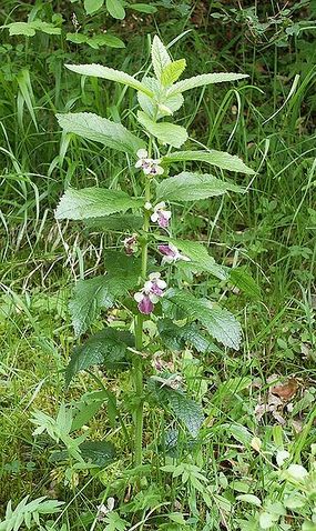 Miodownik melisowaty. Fot. BerndH. Źródło: Commons Wikimedia