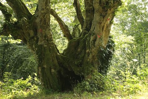 Grab pospolity (Carpinus betulus). Fot. Jean-Pol GRANDMONT. Źródło: Commons Wikimedia [09.02.2015]