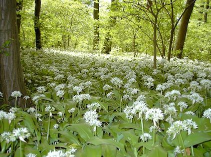 Czosnek niedźwiedzi (Allium ursinum). Autor: Zonki. Źródło: Commons Wikimedia [09.02.2014]