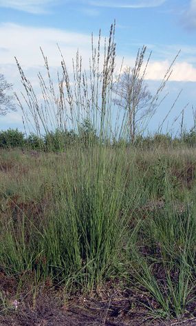 Trzęślica modra. Fot. Elke Freese. Źródło: Commons Wikimedia