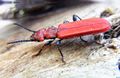 Miniatura wersji z 13:55, 31 sty 2015