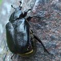 Miniatura wersji z 13:56, 31 sty 2015