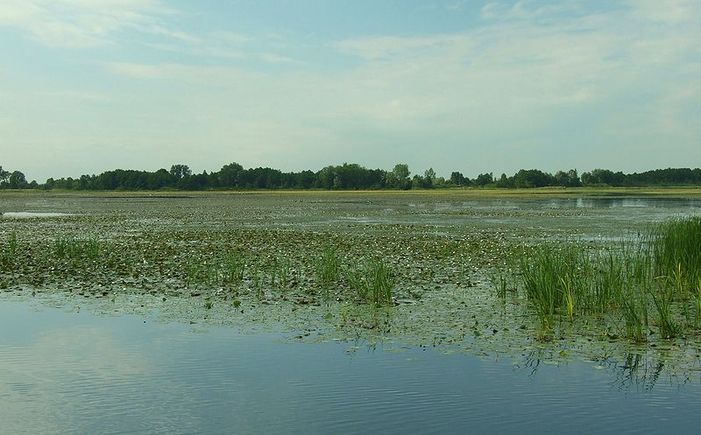 Widok na jezioro Drużno. Fot. Aktron. Źródło: Commons Wikimedia [22.10.2014]