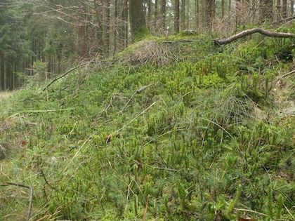 Widłak wroniec (Huperzia selago). Fot. Bernd Haynold. Źródło: Commons Wikimedia