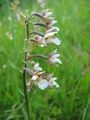 Miniatura wersji z 13:55, 31 sty 2015