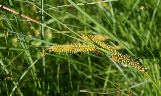 Turzyca dzióbkowata (Carex rostrata) Fot. Franz Xaver. Źródło: Commons Wikimedia