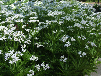 Marzanka wonna (Asperula adorata) Fot. Jerzy Opioła. Źródło: Commons Wikimedia