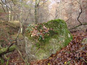 Głaz narzutowy (2) w leśnictwie Górki © Alicja Szarzyńska